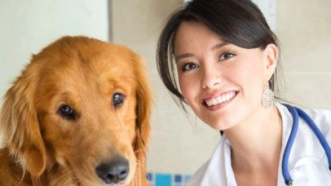 Making Vet Visits a Breeze: Training Your Dog to Be a Good Patient