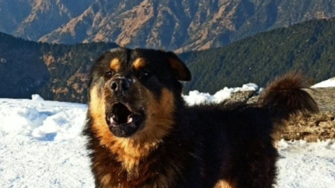 Guardians of the Roof of the World: The Himalayan Mountain Dog