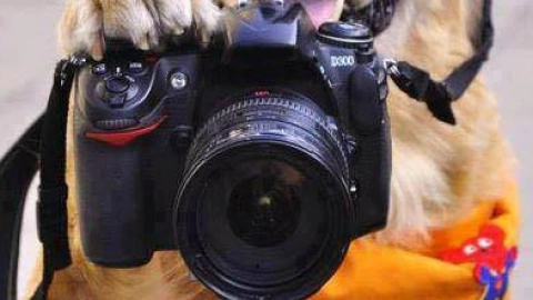 Pawsitively Photogenic: Tips for a Furry Fantastic Photo Shoot