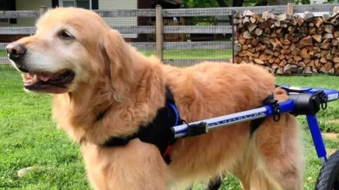 A Tail of Resilience: Loving Dogs with Disabilities