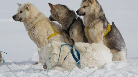 Arctic vs. Antarctic: A Canine Comparison