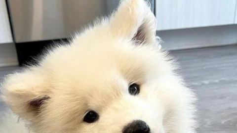 A Samoyed in a Tropical Paradise: A Guide to Care and Consideration