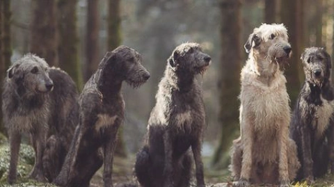 Ireland's Legendary Dogs: Myth and Reality