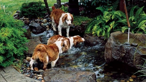 Preventing Your Dog from Eating Foreign Objects