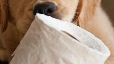 The Toilet Paper Tango: Why Dogs Love to Shred