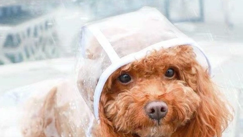 Keeping Your Dog Clean and Healthy During Rainy Seasons