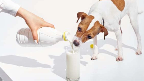 A Dog's Drink: Hydration and Nutrition