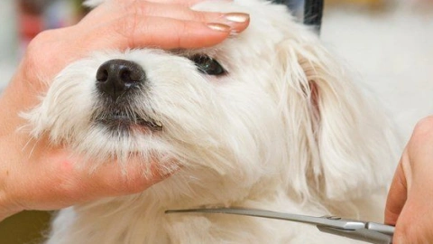 A Guide to Trimming Your Dog's Hair at Home