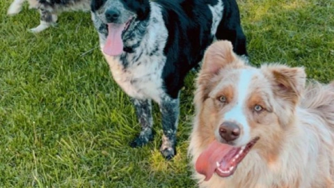 5 Best Dogs for Keepers at the Farm