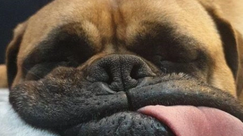 A Deep Dive into the Doggy Snooze: Tongue Out or In?