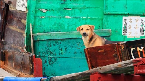 Hong Kong's Canine Companions: A Unique Breed