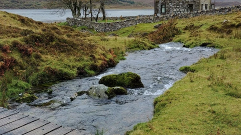 Scotland's Canine Companions: A Breed Apart