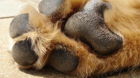 Pawsitively Amazing: A Closer Look at Dog Feet