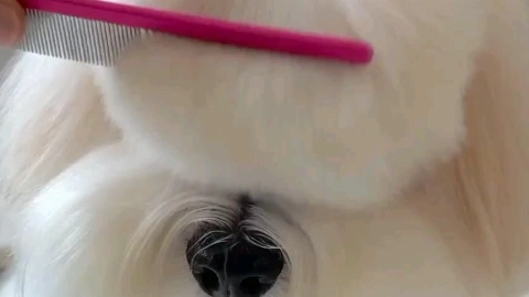 How to Groom Your Dog: A Guide to Combing and Brushing