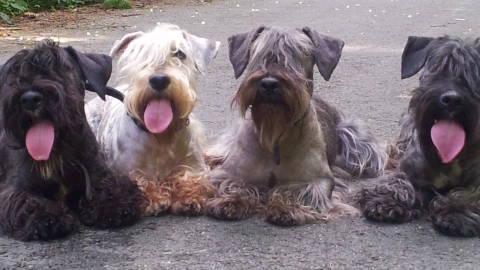 From Cesky Terrier to The Slovakian Draharsky Pointer, Here Are The Dogs of the Czech Republic