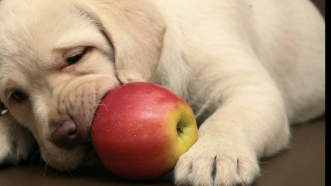 A Crunchy Canine Craving: The Health Benefits of Fruits and Vegetables for Dogs