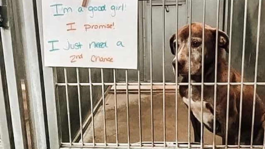 Ginger's Longing: A Labrador's Hope for a Second Chance