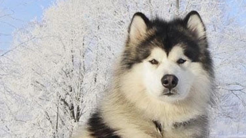 Fluffy and Fabulous: Caring for Your Malamute's Coat