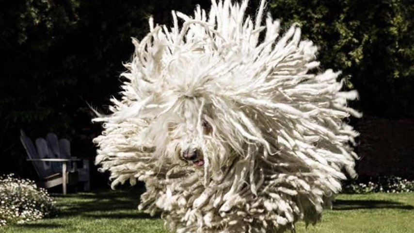 Meet The Puli: Hungary's Corded Jewel