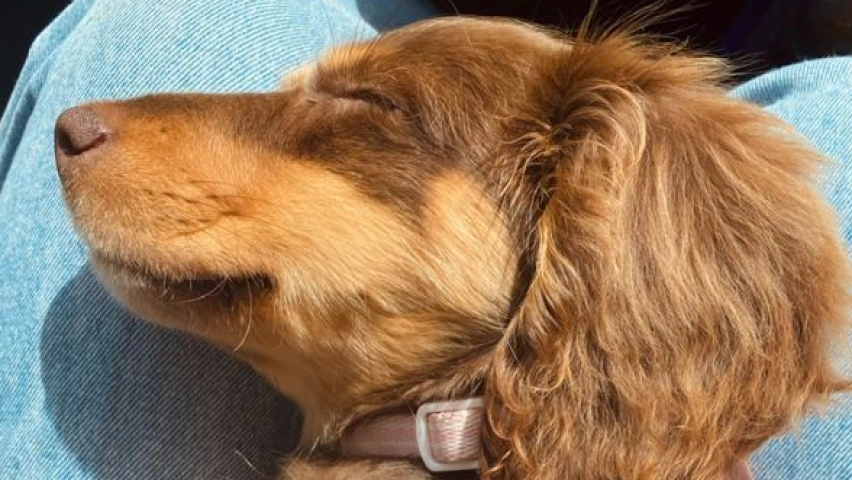 A Tiny Companion, A Giant Heart: The Dachshund and Cystic Fibrosis