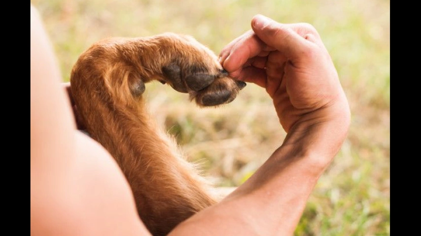 dog paw and human hand