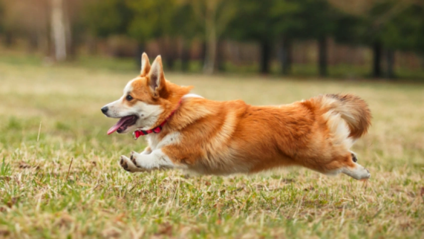 Debunking the Myth: Do Dogs Need Daily Runs or Jogs?