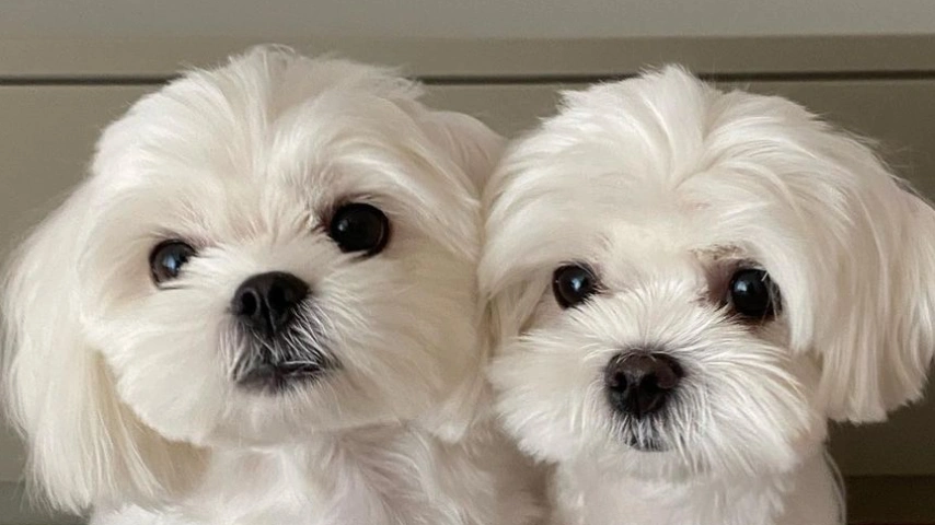 Pocket-Sized Purrfection of Maltese and Maltipoo: A Symphony of Softness