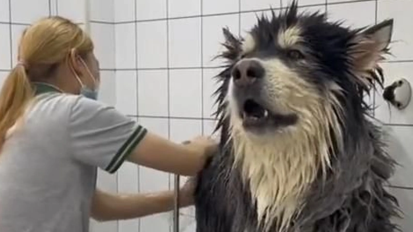 bathing dog