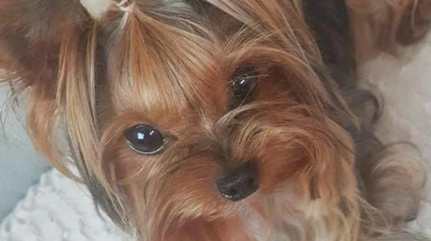 Finding the Perfect Name for Your Yorkshire Terrier: A Guide