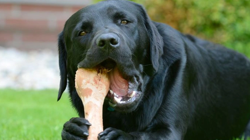 dog eating bones