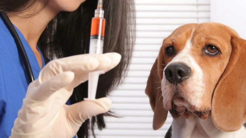 vaccinated dog