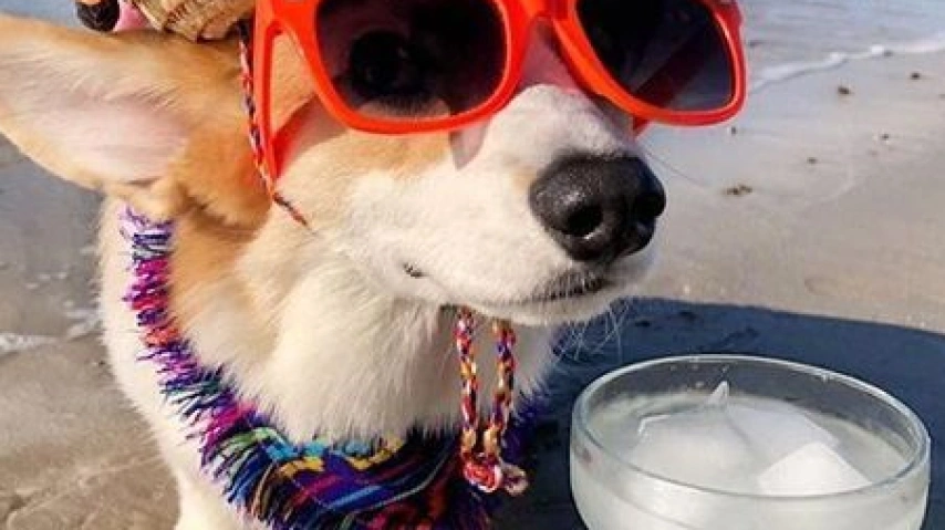 A Cool Canine Companion: Beating the Heat with Your Dog