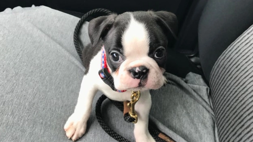 boston terrier