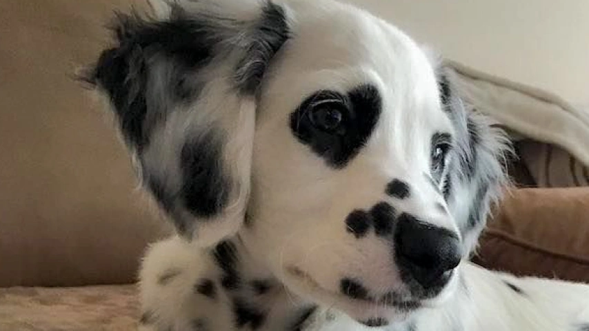 The Dalmatian: A Spotty History