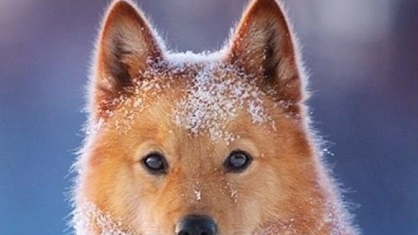 Nordic Dogs: A Frozen Frontier of Canine Diversity