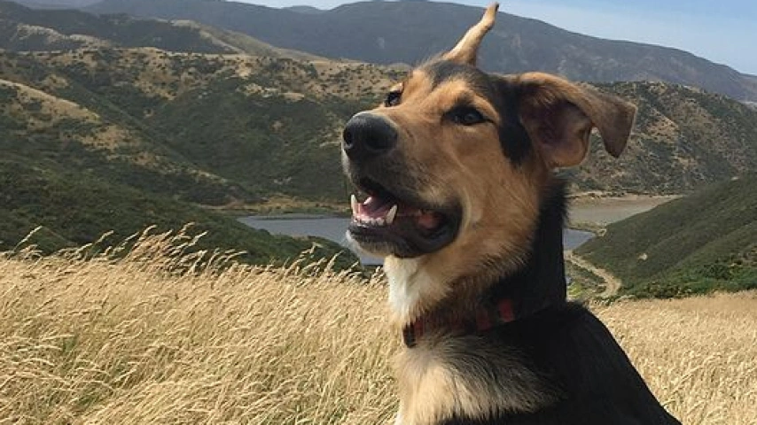 A Blend of Canine Heritage: New Zealand's Unique Dog Breeds