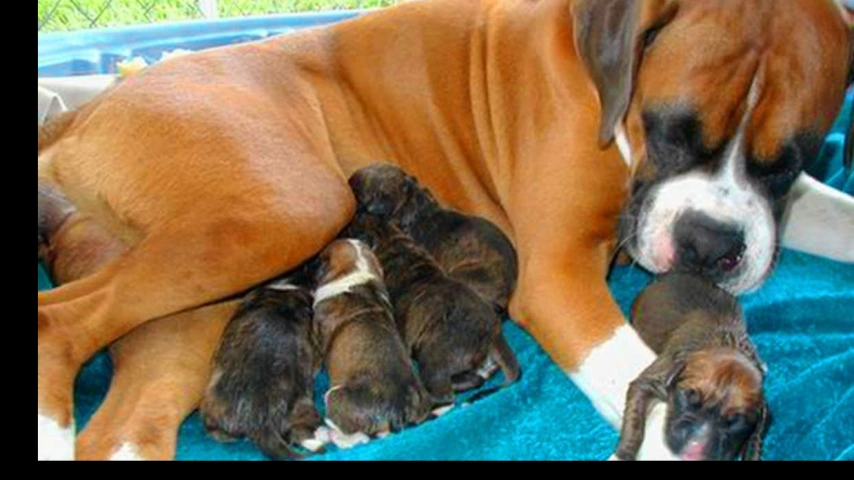 A Litter of Love: Caring for a Mother Dog and Her Puppies