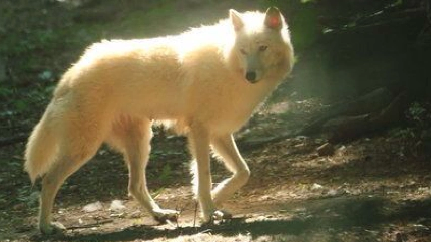 The White Dog of the Yukon: A Legendary Guardian, A Blend of Tradition and Resilience