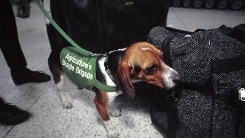 Man's Best Friend, Airport's Best Defense: The Truth About Stroking Drug-Sniffing Dogs