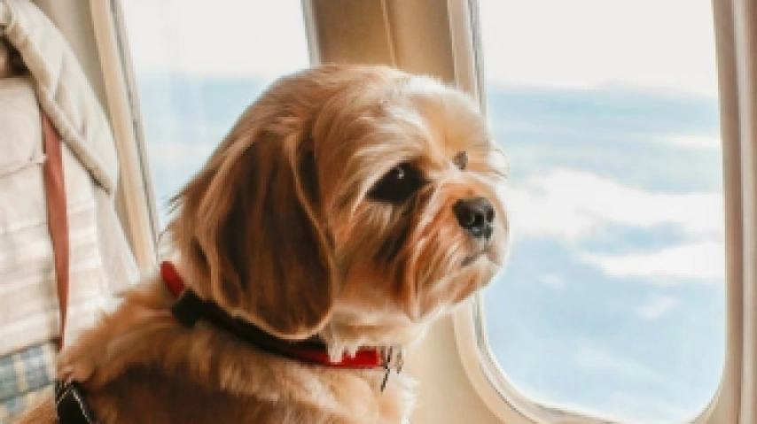 A Pawsitively Perfect Flight: Preparing Your Dog for Air Travel