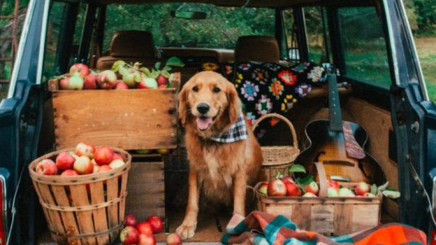 Hitting the Road with a Clean and Happy Canine: A Grooming Guide for Vacations