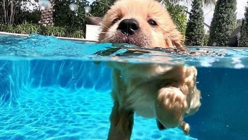 swimming dog