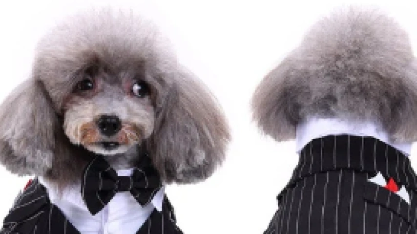 Dressing Your Dog: A Tailored Approach