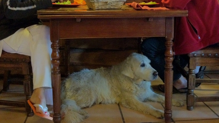 dog under the table