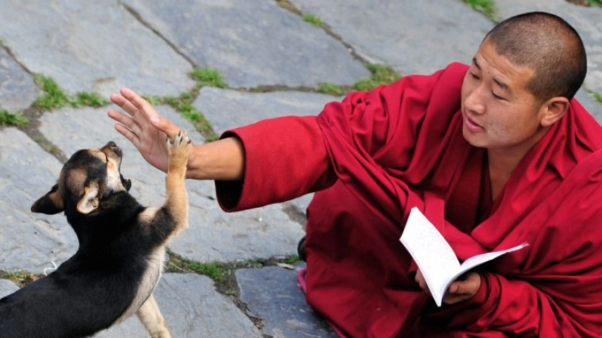 A Canine Chronicle: Dogs of the Tibetan Plateau