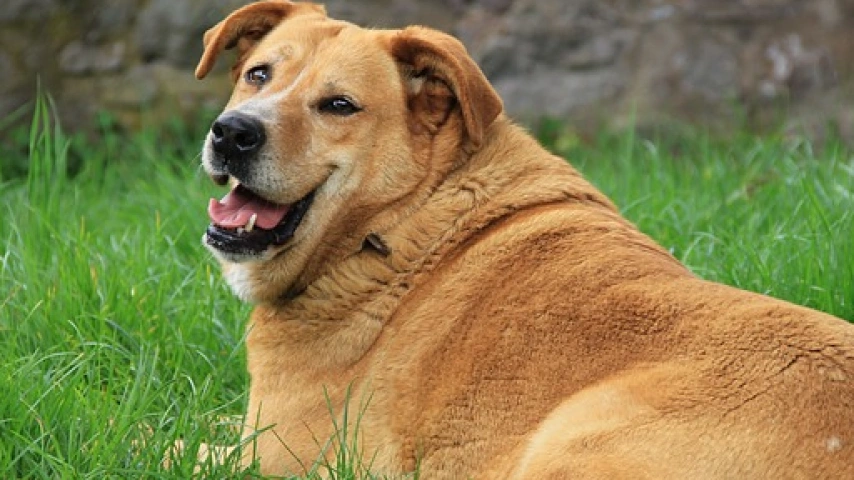 Helping Your Overweight Dog Shed Pounds and Stay Healthy