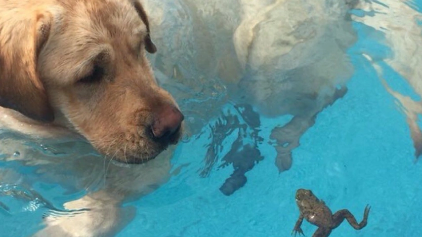 Dogs and Swimming: A Natural Ability with Precautions