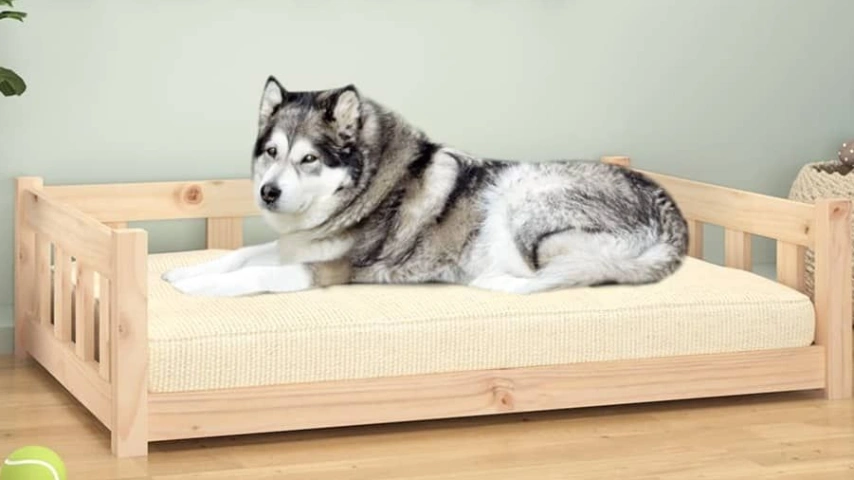 Sweet Dreams: A Guide to Disciplining Your Dog's Sleeping Habits