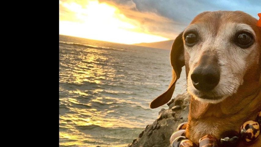 A Paradise for Pups: Exploring the Unique Canine Heritage of Hawaii