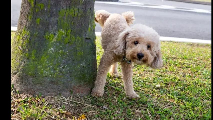 The Canine Mark: Why Dogs Pee on Others' Territory